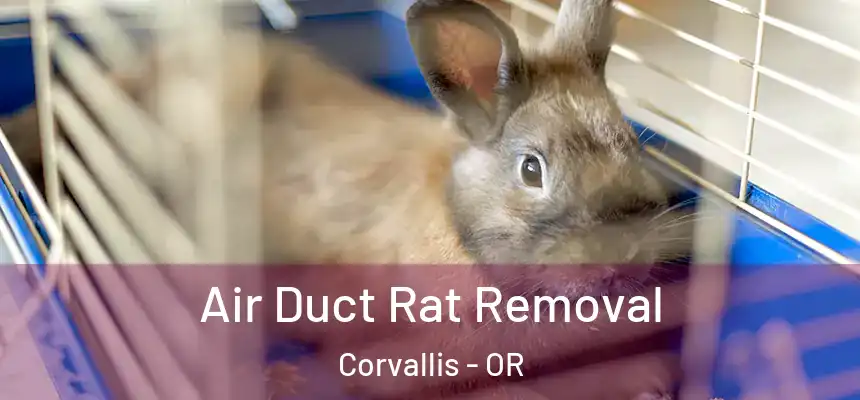  Air Duct Rat Removal Corvallis - OR